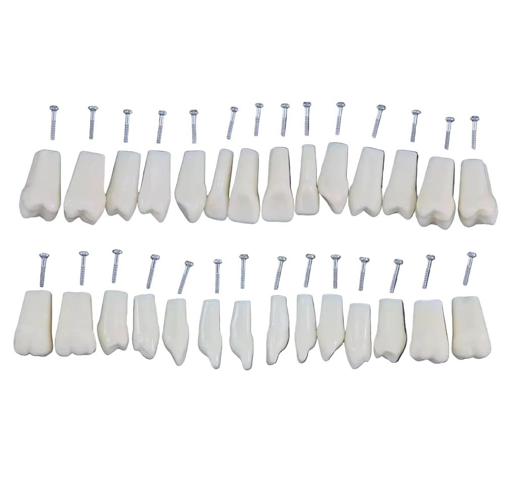 Dientes Frasaco 28 dientes No original (queda en original )