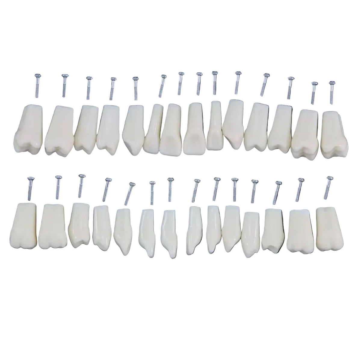 Dientes Frasaco 28 dientes No original (queda en original )