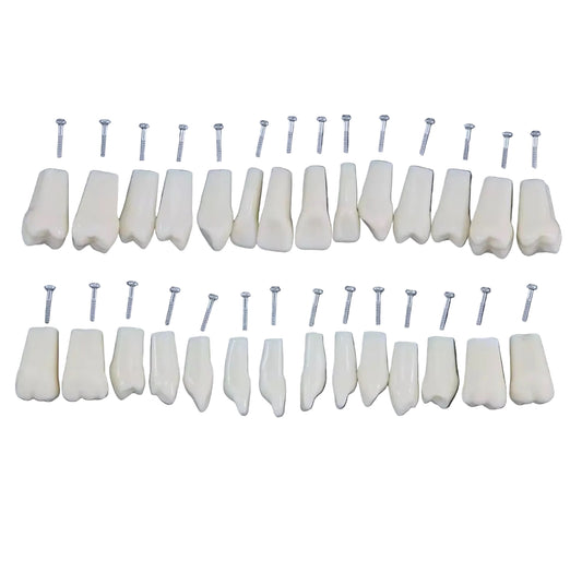 Dientes Frasaco 28 dientes No original (queda en original )