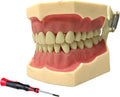 TIPODONTO FRASACO 32 DIENTES