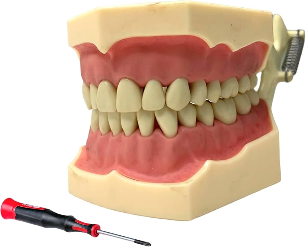 TIPODONTO FRASACO 32 DIENTES
