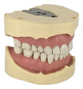 TIPODONTO FRASACO 28 DIENTES